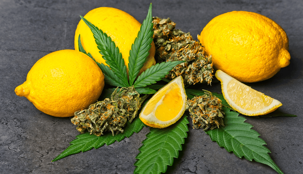 Cannabisblüten und Pflanzen mit Zitronen